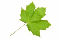 Erable plane - feuille (Acer platanoïdes)